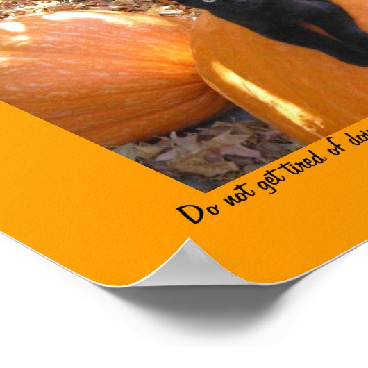 Harvest Kitten Poster (Hoek)