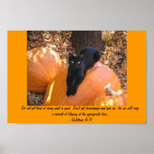 Harvest Kitten Poster (Voorkant)