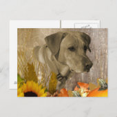 Harvest Labrador Retriever Briefkaart (Voorkant / Achterkant)
