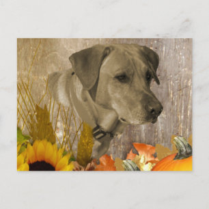 Harvest Labrador Retriever Briefkaart