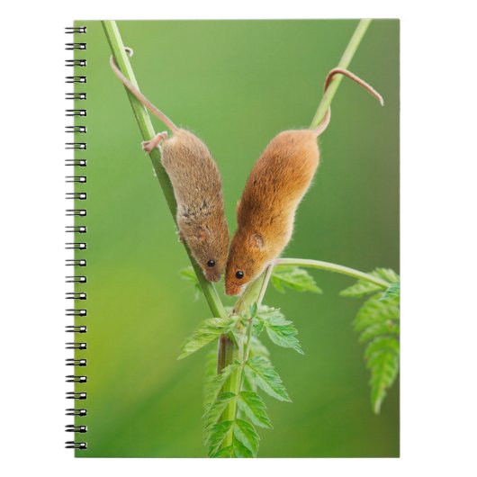 Harvest Mice Notebook Notitieboek (Voorkant)