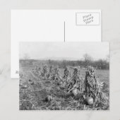 Harvest Season, 1906 Briefkaart (Voorkant / Achterkant)