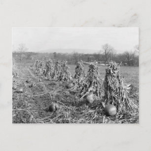 Harvest Season, 1906 Briefkaart