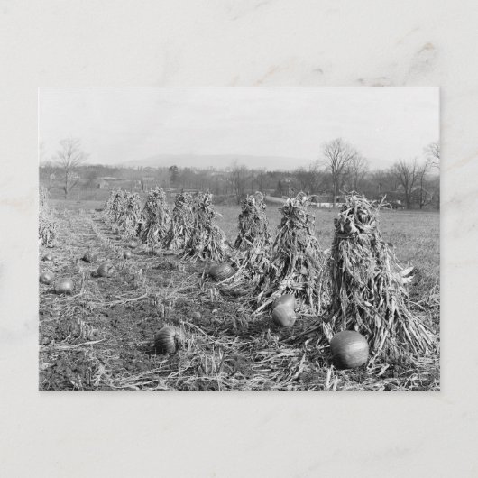 Harvest Season, 1906 Briefkaart (Voorkant)