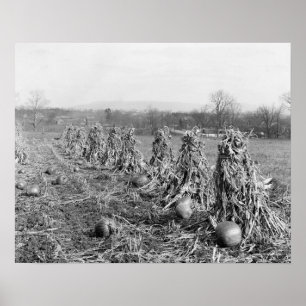 Harvest Season, 1906.  foto Poster