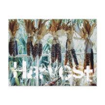 Harvest Season Farmer's Market