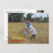 Harvesting Rijst op de velden buiten Siem Reap Briefkaart (Voorkant / Achterkant)