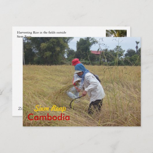 Harvesting Rijst op de velden buiten Siem Reap Briefkaart (Voorkant / Achterkant)