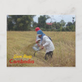 Harvesting Rijst op de velden buiten Siem Reap Briefkaart (Voorkant)