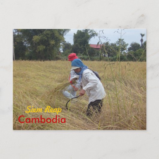 Harvesting Rijst op de velden buiten Siem Reap Briefkaart (Voorkant)