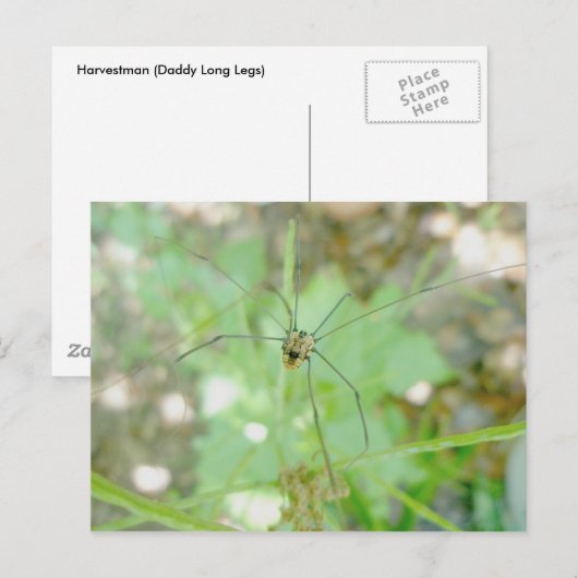 Harvestman Dad Longlegs (Opiliones) Briefkaart (Voorkant / Achterkant)