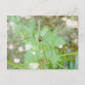 Harvestman Dad Longlegs (Opiliones) Briefkaart (Voorkant)