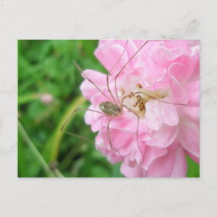 Harvestman Dad Longlegs (Opiliones) Briefkaart