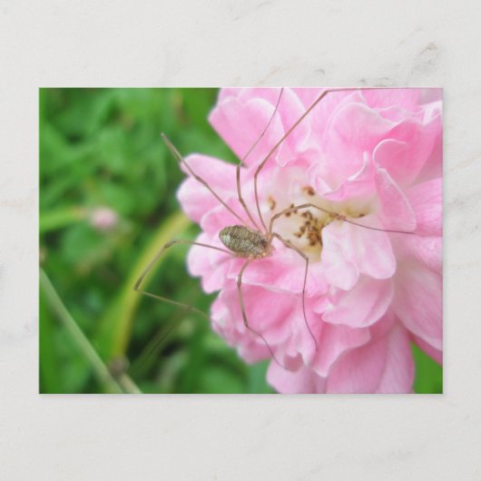 Harvestman Dad Longlegs (Opiliones) Briefkaart (Voorkant)