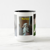 Harvey the Cavahon Mok (Midden)