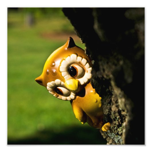 Harvey the Owl II Foto Afdruk (Voorkant)