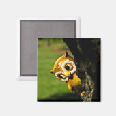 Harvey the Owl II Magneet (Voorkant / Achterkant)