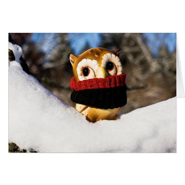 Harvey the Owl IV (Voorkant Horizontaal)