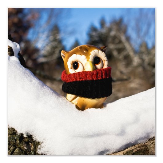 Harvey the Owl IV Foto Afdruk (Voorkant)