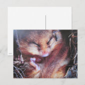 Haselmaus- Postkarte Briefkaart (Voorkant / Achterkant)