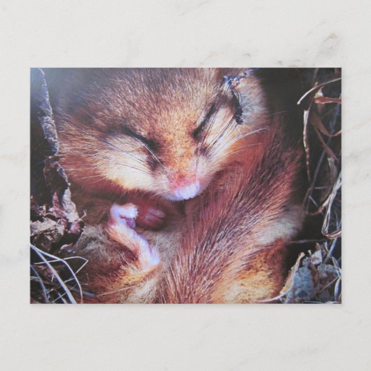 Haselmaus- Postkarte Briefkaart (Voorkant)