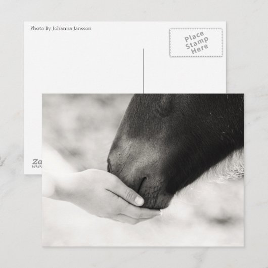 Häst Horse Briefkaart (Voorkant / Achterkant)