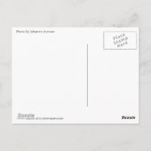 Häst Horse Briefkaart (Achterkant)