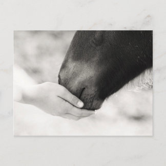 Häst Horse Briefkaart