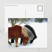Hästar Briefkaart (Voorkant / Achterkant)