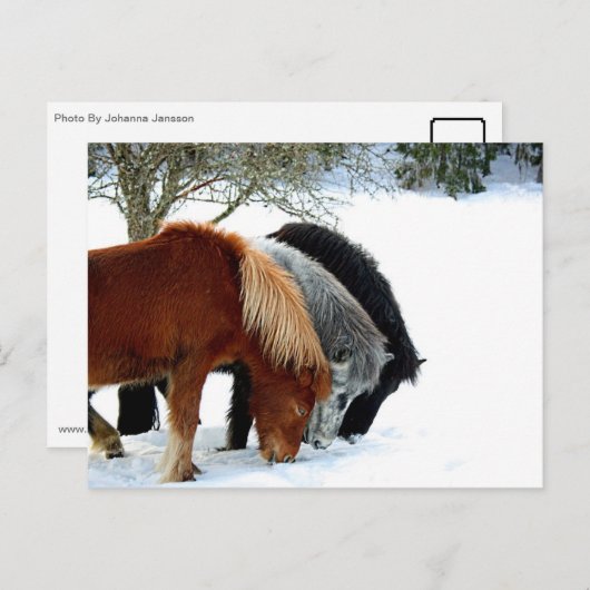 Hästar Briefkaart (Voorkant / Achterkant)