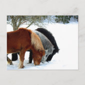 Hästar Briefkaart (Voorkant)