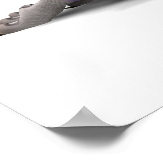 Hatchies: Koekjes en melk Poster (Hoek)