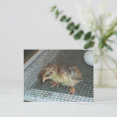 Hatchling Chick Briefkaart (Staand voorkant)