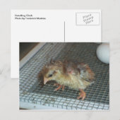 Hatchling Chick Briefkaart (Voorkant / Achterkant)