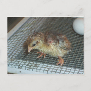 Hatchling Chick Briefkaart