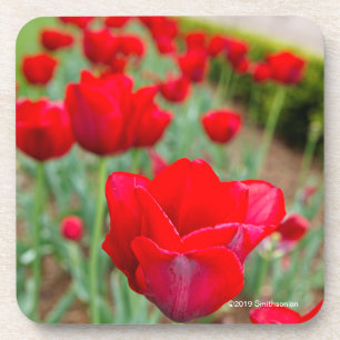 Haupt Bulbs, close-up Bier Onderzetter