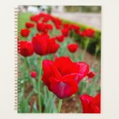 Haupt Bulbs, close-up Planner (Voorkant)