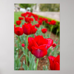 Haupt Bulbs, close-up Poster