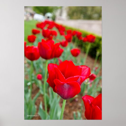 Haupt Bulbs, close-up Poster (Voorkant)