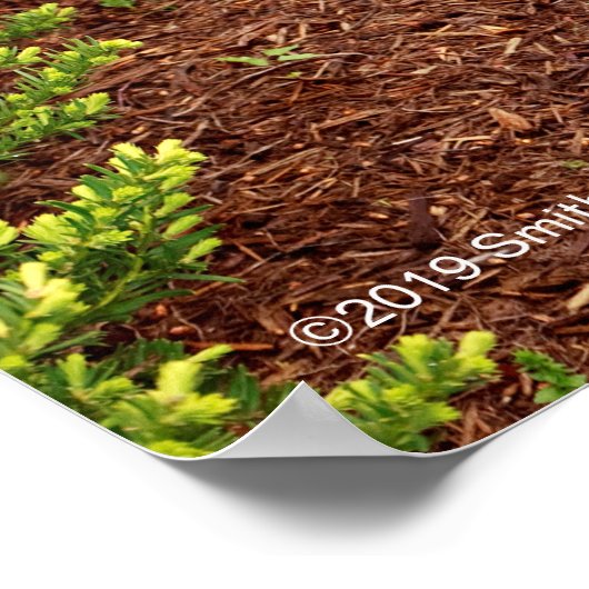 Haupt Bulbs Poster (Hoek)