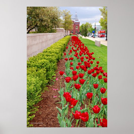 Haupt Bulbs Poster (Voorkant)