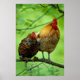 Haushahn mit Henne auf Ast,New Hampshire, Haushuhn Poster