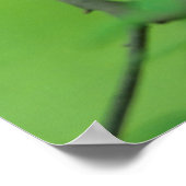 Haushahn mit Henne auf Ast,New Hampshire, Haushuhn Poster (Hoek)