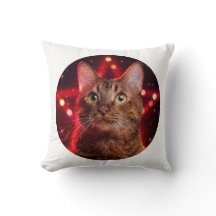 Havana Brown Cat (ras met sterrenachtergrond)