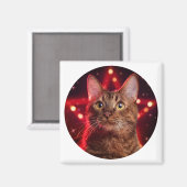 Havana Brown Cat (ras met sterrenachtergrond) Magneet (Voorkant / Achterkant)