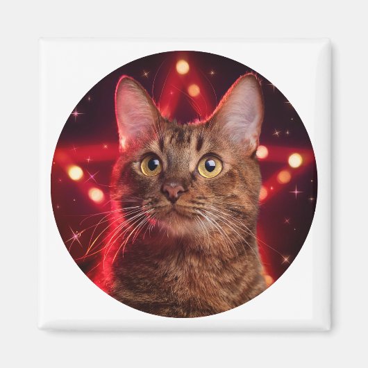Havana Brown Cat (ras met sterrenachtergrond) Magneet (Voorkant)