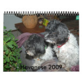 Havanees 2009 kalender (Hoes)