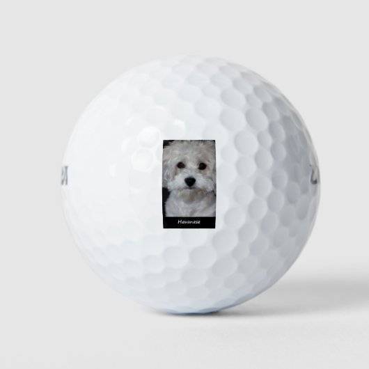 Havanees Golfballen (Voorkant)