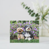 Havanees - Lola & Yorkie - Molly Briefkaart (Staand voorkant)