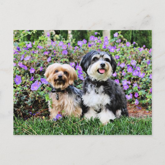 Havanees - Lola & Yorkie - Molly Briefkaart (Voorkant)